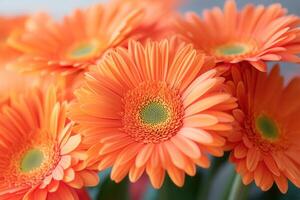 Close up of a bouquet of orange gerbera daisies. photo