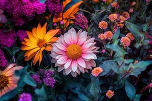 A vibrant pink daisy blooms in a bed of colorful flowers. photo
