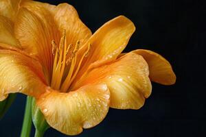 Close-up of an orange lily with water droplets. photo