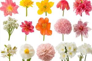 Colorful Assortment of Flowers Isolated on White. photo
