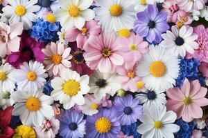 Colorful flower background with daisies, pink and purple wildflowers. photo