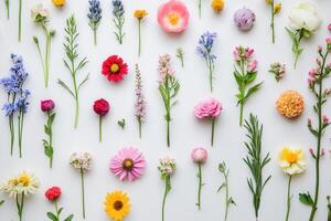 Colorful flower stems arranged in a grid pattern on white background. photo