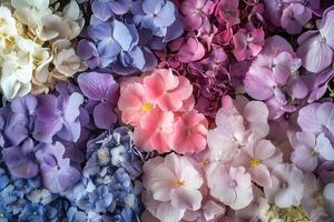 Colorful hydrangeas arranged in a gradient pattern. photo