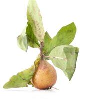 unripe medlar with leaf on white background photo