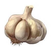 Fresh organic garlic, ripe vegetable icon isolated vector