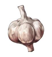 Fresh garlic vegetables, ripe and full of flavor icon isolated vector