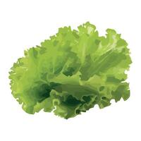 Fresh organic lettuce green leaf vegetables icon isolated vector
