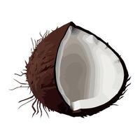 Coconut illustration isolated on white background vector