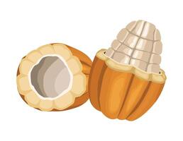 cacao fruit bean icon isolated vector