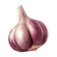 Fresh garlic vegetable, ripe and full of flavor icon isolated vector