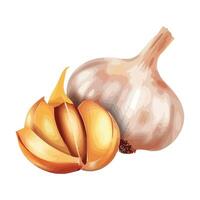 Fresh organic vegetable garlic for healthy eating icon isolated vector