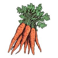 Freshly harvested carrots vegetables for eat image vector