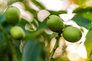 Fresh summer branch of groeing nuts. Green nuts on a tree with leaves. photo