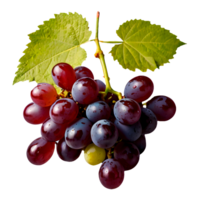 Isolated Red Grape Branch with Transparent Background png