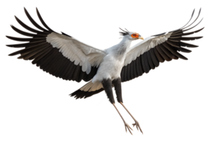 Front view, Secretary Bird is spreading its wings and flying isolated on a transparent background png