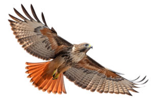 Front view, Red-tailed Hawk is spreading its wings and flying isolated on a transparent background png
