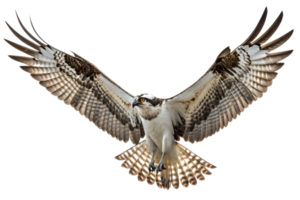 Front view, Osprey is spreading its wings and flying isolated on a transparent background png