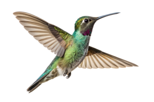 Humming bird is spreading it s wings and flying isolated on a transparent background png