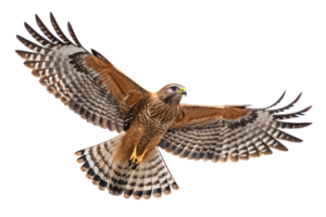 Front view, Red-shouldered Hawk is spreading its wings and flying isolated on a transparent background png