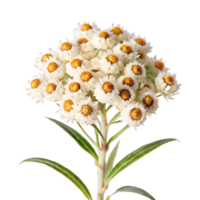 A white flower with yellow dots on it png