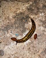 The slug crawls on the concrete surface. The slug eats dog food. Summer evening after the rain. photo