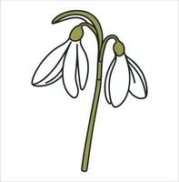 Snow Drop Flower Line Art Design on White Background vector
