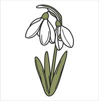 Snow Drop Flower Hand Drawn Line Art on White Background vector