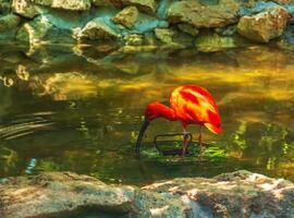 Red ibis, Eudocimus ruber in water with reflection at Bojnice Zoo in Slovakia. photo
