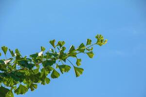 Fresh bright green leaves of ginkgo biloba. Natural foliage texture background. Branches of a ginkgo tree in the botanical garden in the Dnieper in Ukraine. photo