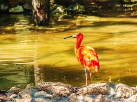 Red ibis, Eudocimus ruber in water with reflection at Bojnice Zoo in Slovakia. photo