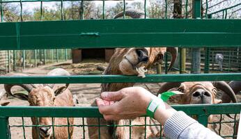 A woman's hand feeds goats with vegetables on a farm in Ukraine. photo