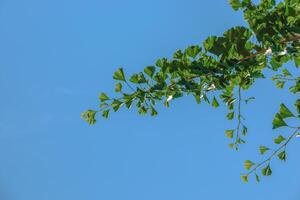 Fresh bright green leaves of ginkgo biloba. Natural foliage texture background. Branches of a ginkgo tree in the botanical garden in the Dnieper in Ukraine. photo