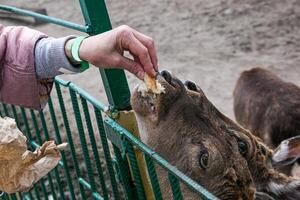 Close-up of a roe deer in the zoo and the hand of an adult woman giving a slice of bread. photo