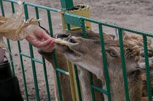 Close-up of a roe deer in the zoo and the hand of an adult woman giving a slice of bread. photo