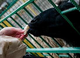 A woman's hand feeds goats with vegetables on a farm in Ukraine. photo