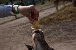 Close-up of a roe deer in the zoo and the hand of an adult woman giving a slice of bread. photo