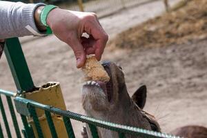 Close-up of a roe deer in the zoo and the hand of an adult woman giving a slice of bread. photo