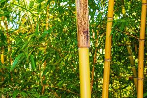Close-up of a colorful, green, bamboo grove. Selective focus. photo