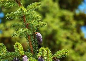 Needles and cones of Picea mariana, black spruce. photo