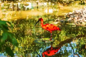 Red ibis, Eudocimus ruber in water with reflection at Bojnice Zoo in Slovakia. photo