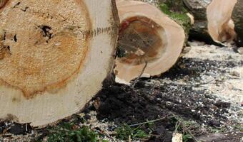 Several cut down trees lie on the ground at a sawmill. Stock photo for wood cutting illustration
