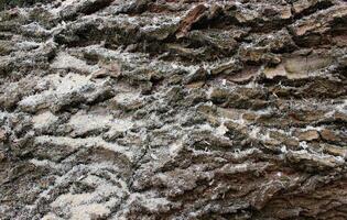 Closeup View Of Aged Bark With Sawdust On It. Wood Harvesting Results Stock Photo