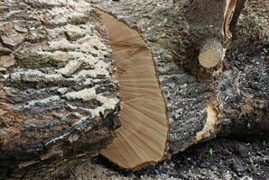 Closeup stock photo of a log cut after sawing with a chainsaw. Illegal logging illustrative stock photo