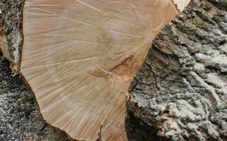 Wood harvesting process. Internal cut and outer bark of a sawn tree trunk detailed stock photo