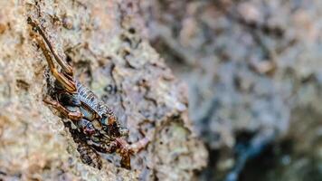Small crab getting sun on the stone photo
