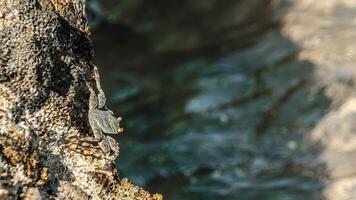 Small crab getting sun on the stone photo
