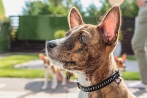 Basenji puppy siting in the yard and watching on side photo