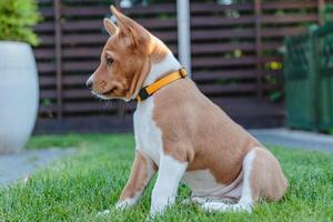 Basenji puppy siting in the yard and watching on side photo