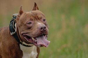 Head of Pit Bull Terrier in the field at coursing and racing competition photo