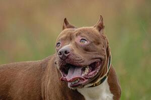 Head of Pit Bull Terrier in the field at coursing and racing competition photo